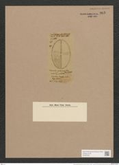 Navicula sparsipunctata Grove et Sturt. (de-Toni-Nr.: Genus 1, Species 463) Zeichnungen Sammlung Grunow Nr. 965 (NHMW-BOT-W0367467)